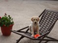 /album/nuestras-mascotas/drop-jpg/