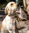 /album/nuestras-mascotas/drop2-jpg/